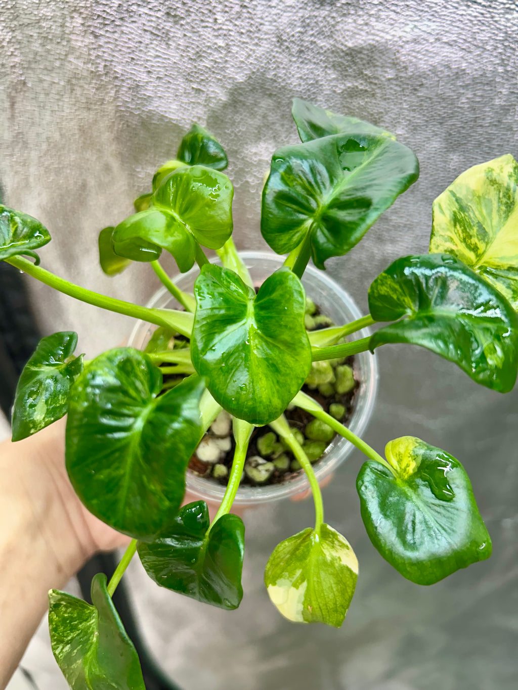 Philodendron Atom Aurea