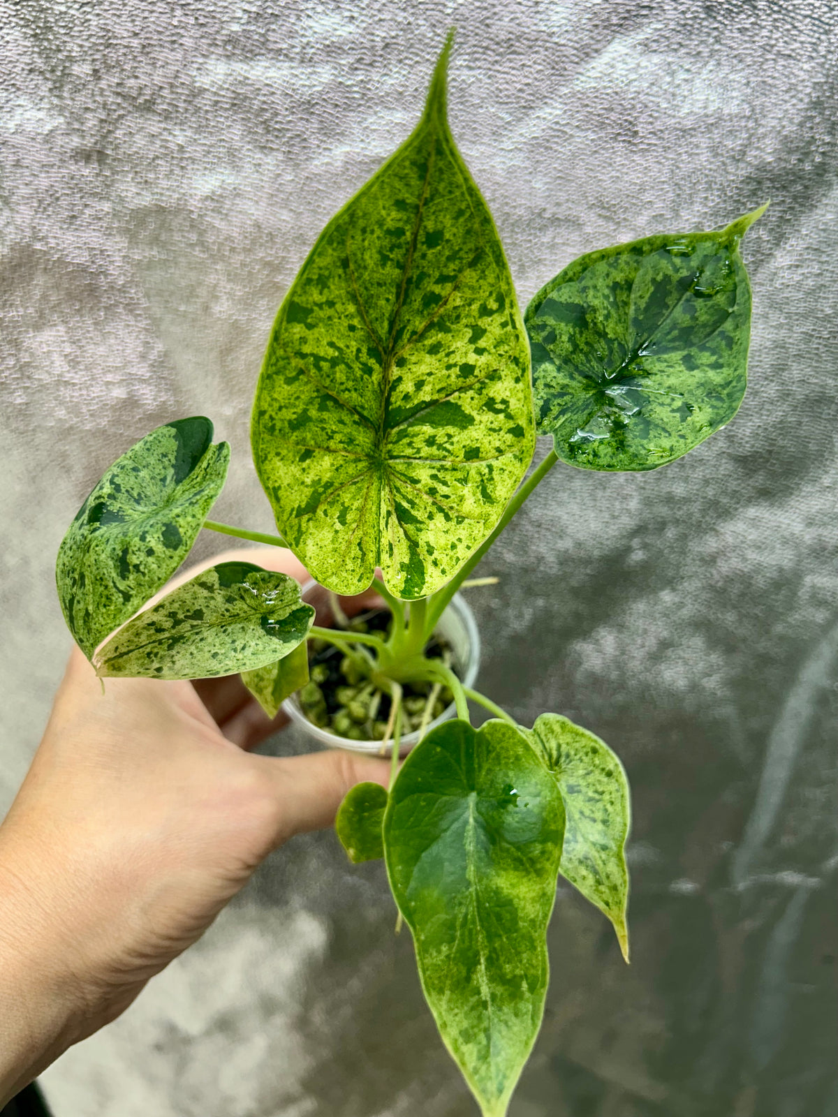 Alocasia Dragon Scale Mint