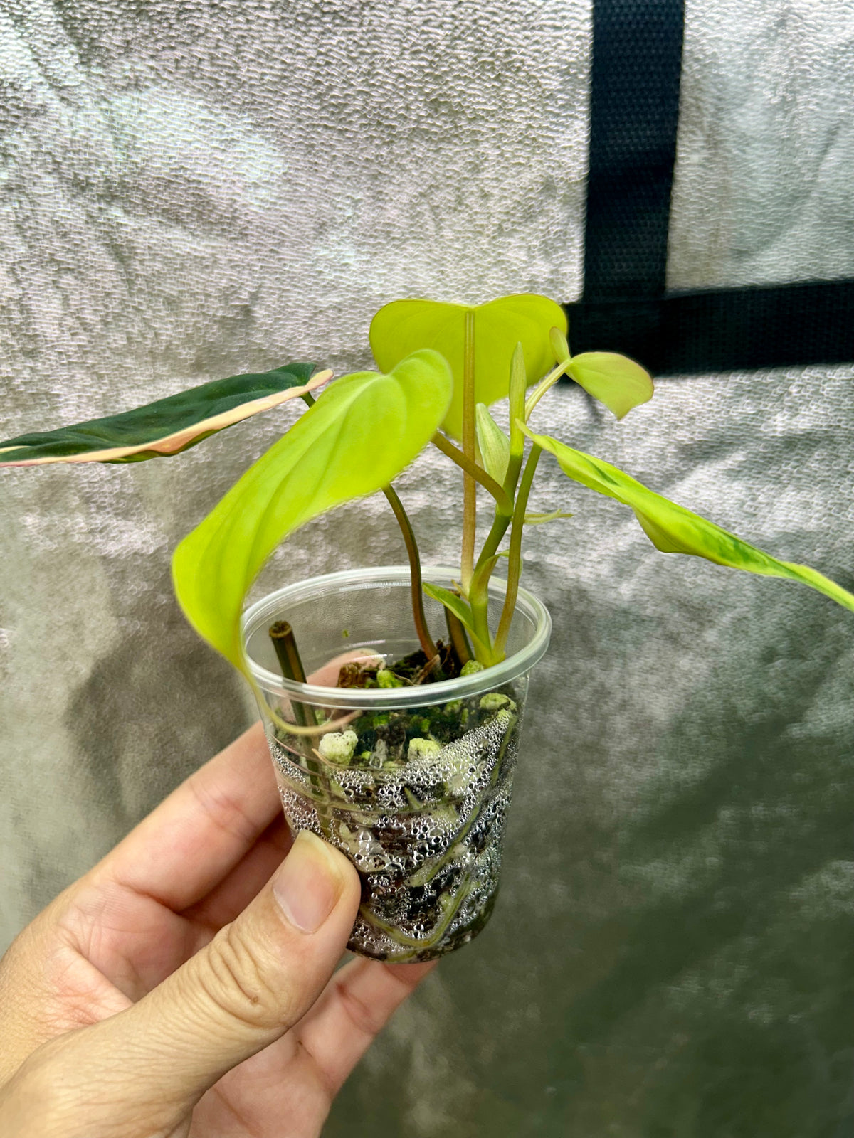 Philodendron Micans Aurea