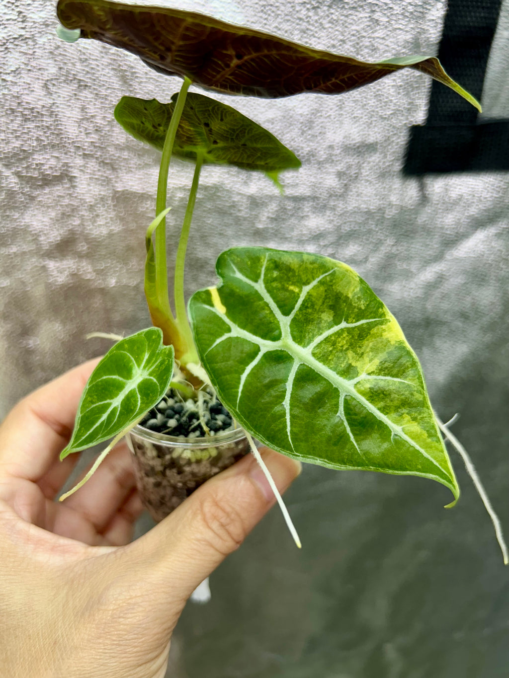 Alocasia Watsoniana Doff Aurea