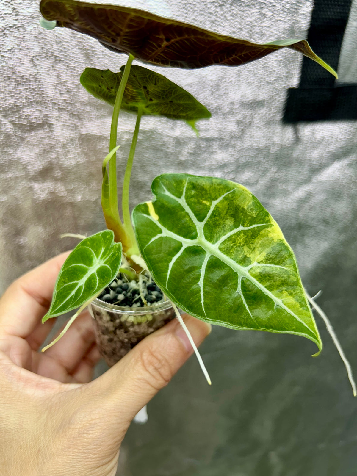 Alocasia Watsoniana Doff Aurea