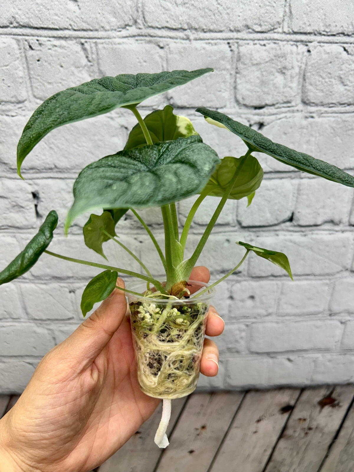 Alocasia Melo Albo