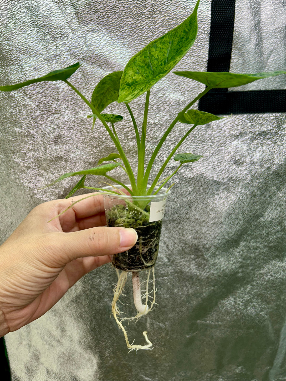 Alocasia Dragon Scale Mint