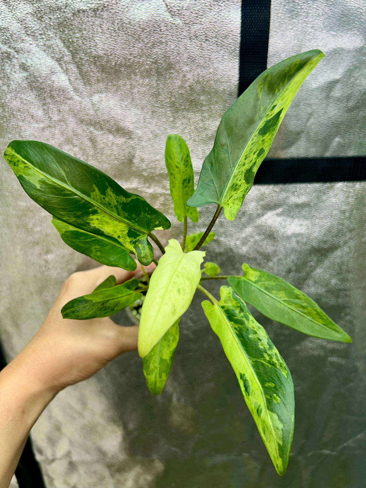 Alocasia Lauterbachiana Aurea