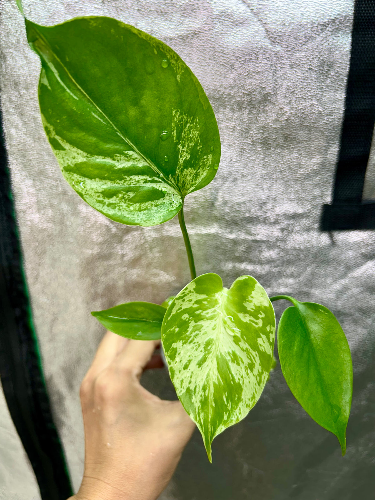 Monstera Vietciosa