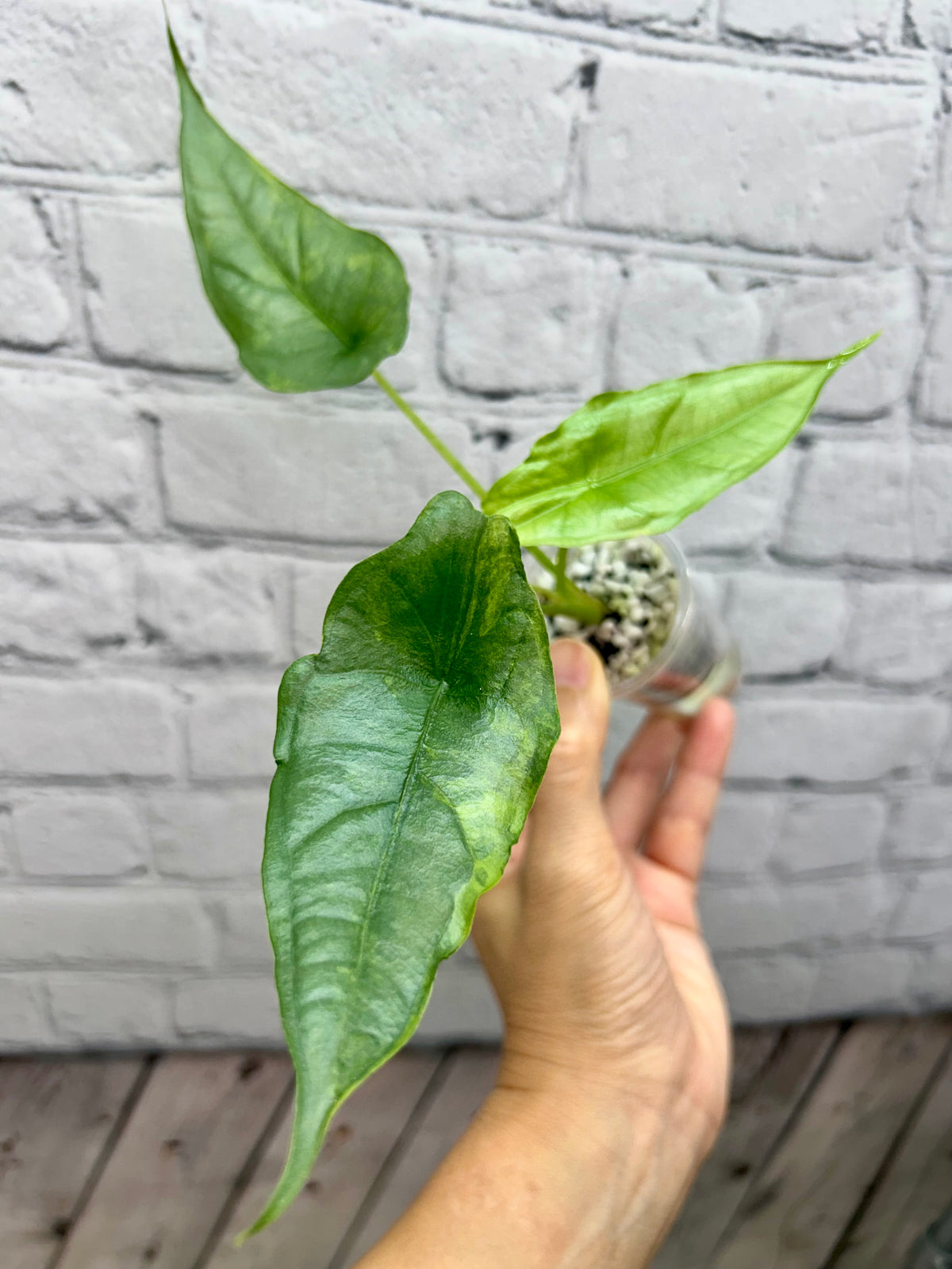Alocasia Dragon’s Breath Aurea