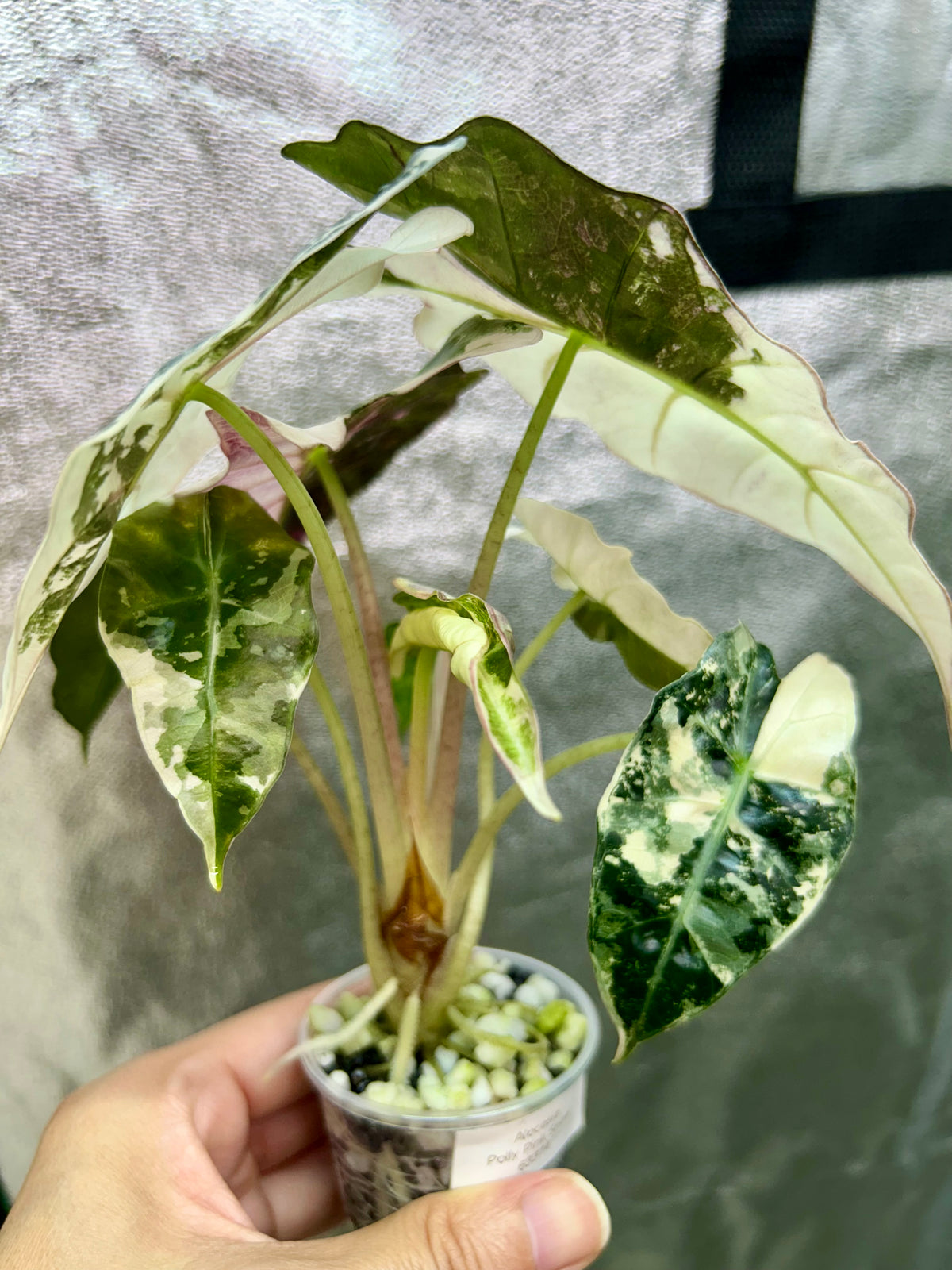 Alocasia Polly Pink Snowflake