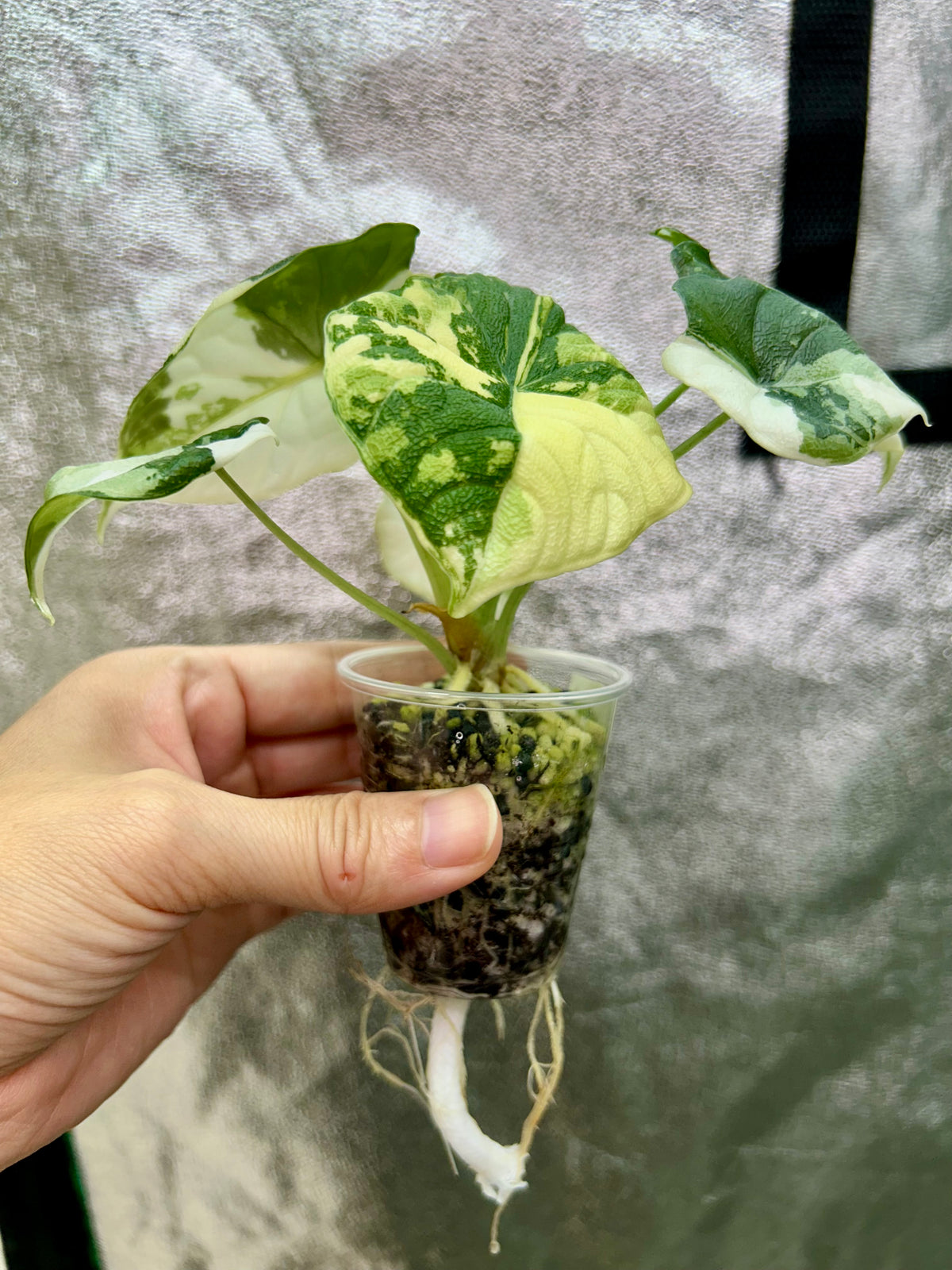 Alocasia Melo Albo