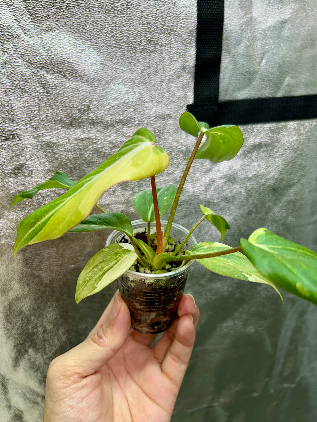 Gloriosum Tricolor Type 2
