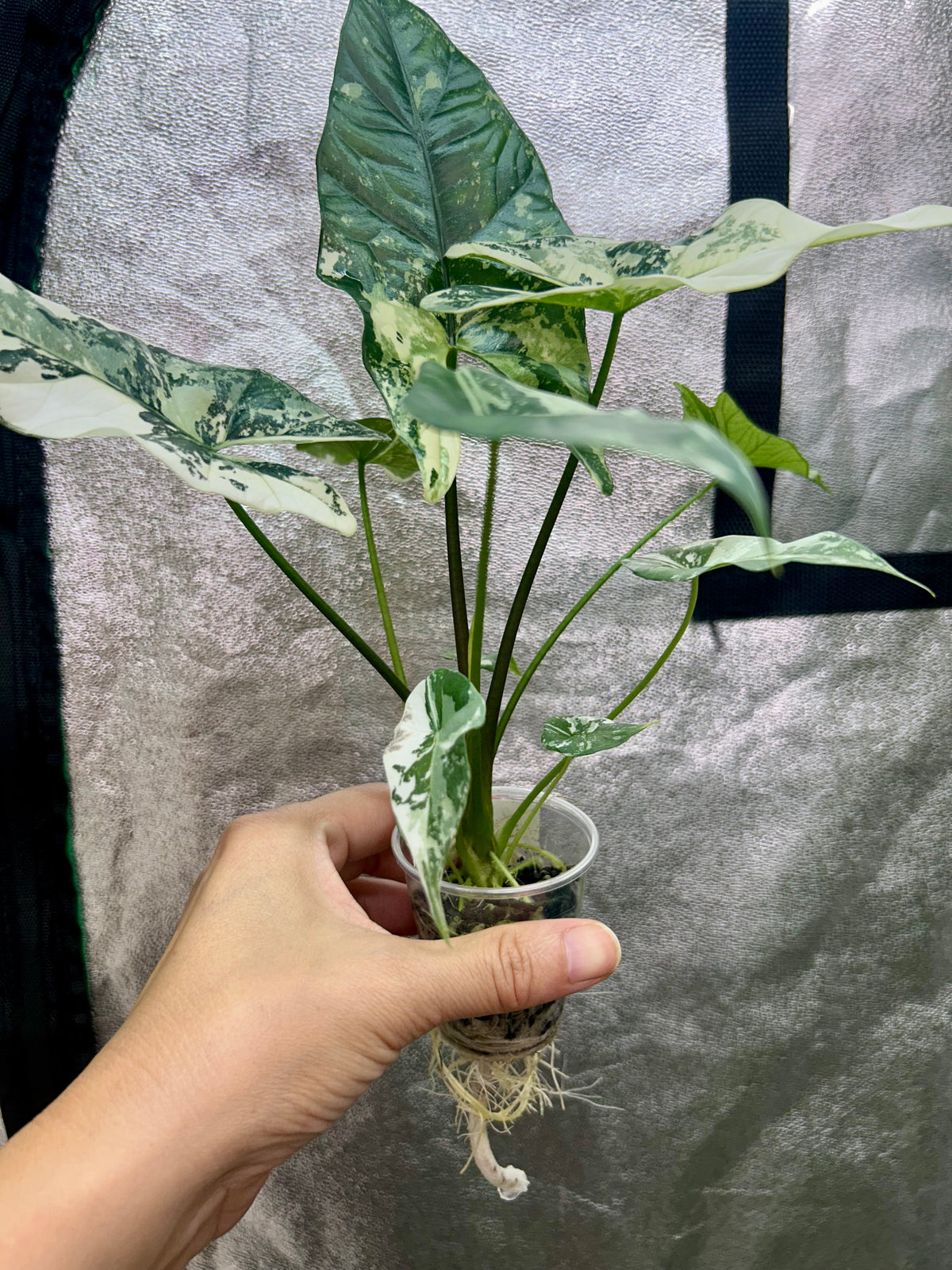 Alocasia Simpo Albo