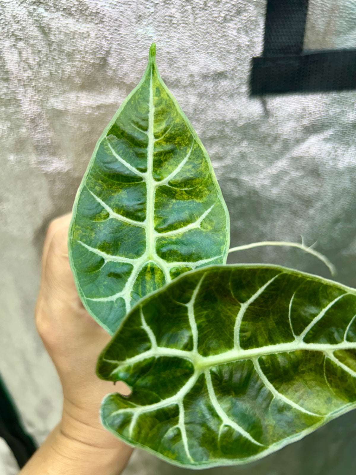 Alocasia Watsoniana Doff Aurea