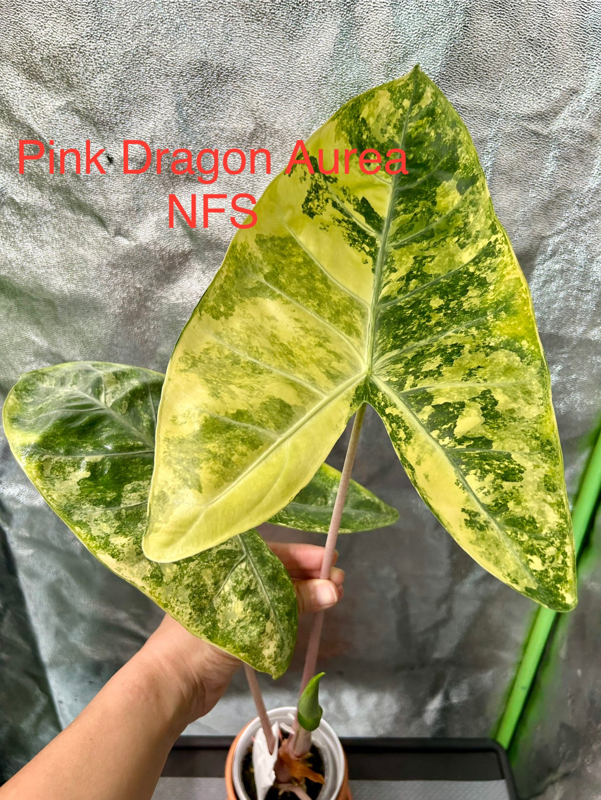 Alocasia Pink Dragon Aurea