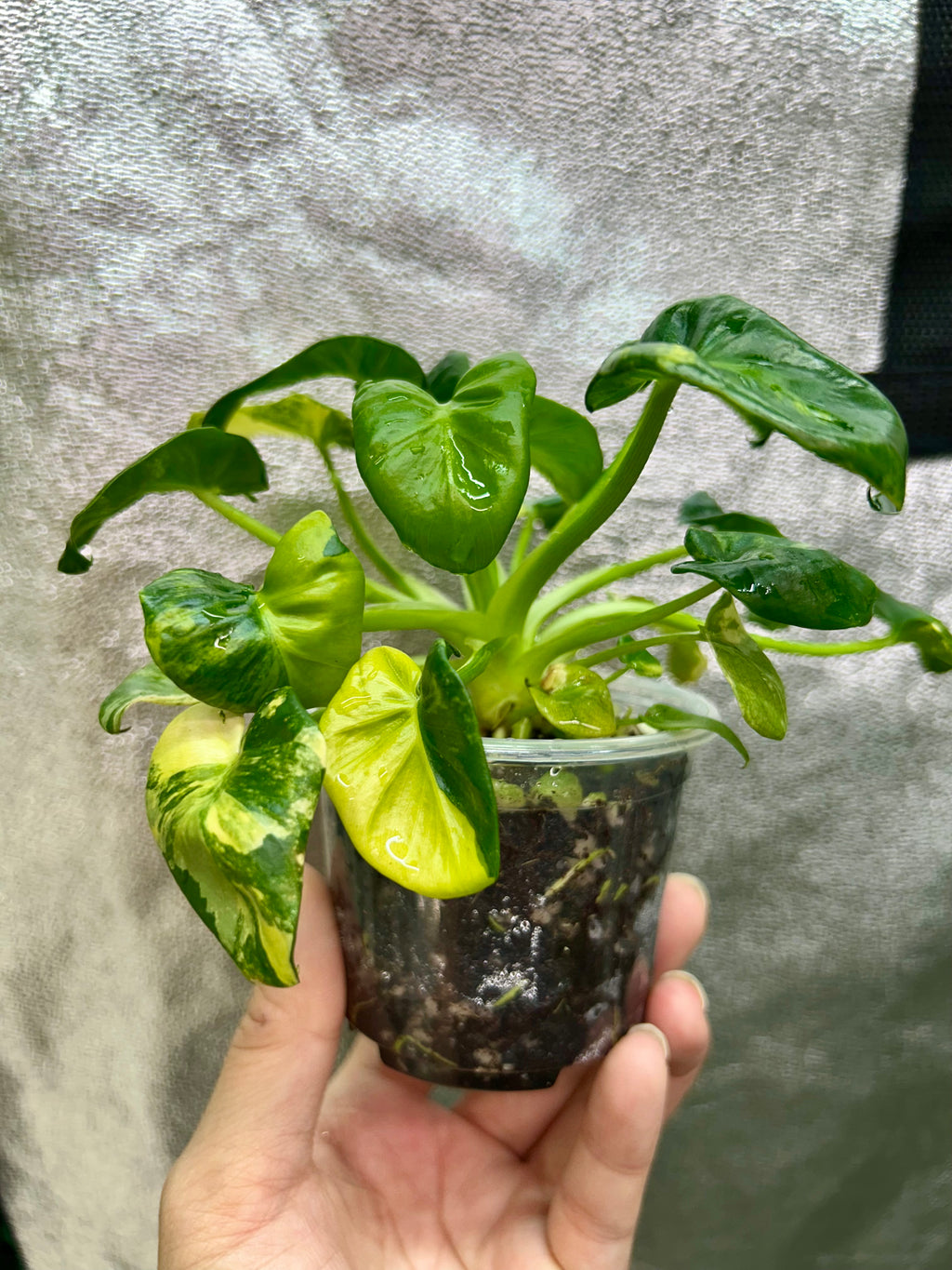 Philodendron Atom Aurea
