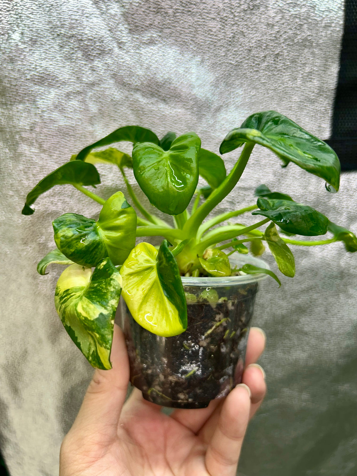 Philodendron Atom Aurea