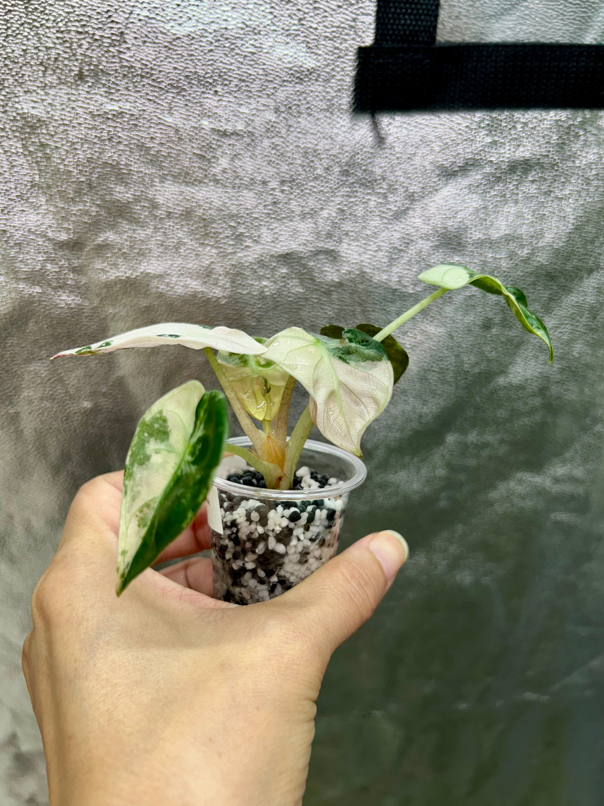Pink Balloon Heart Philodendron