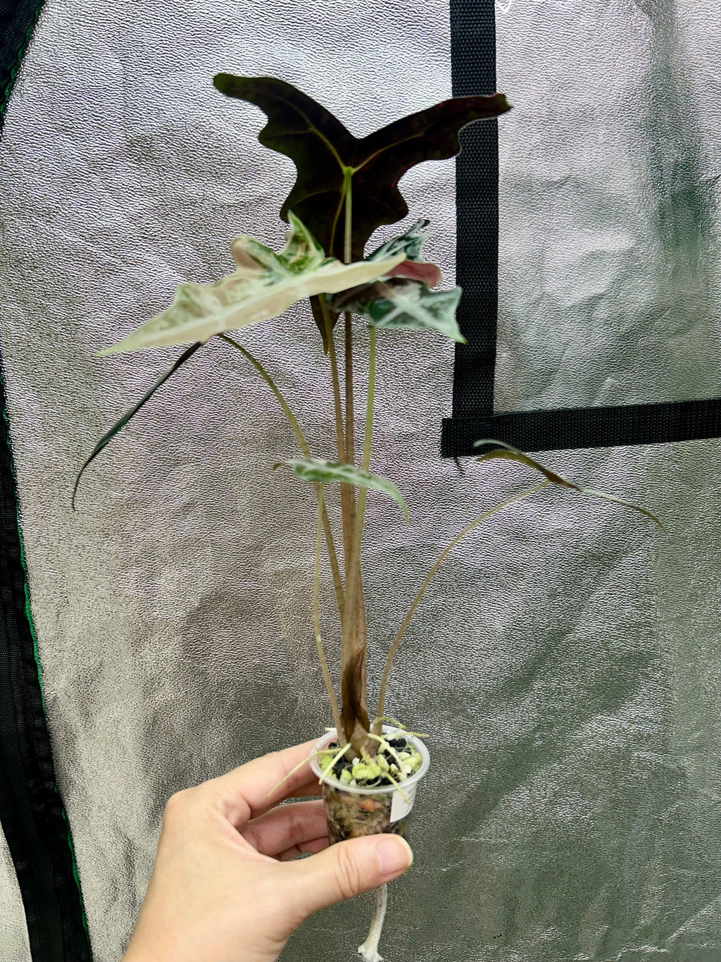 Alocasia Sanderiana Nobilis Pink