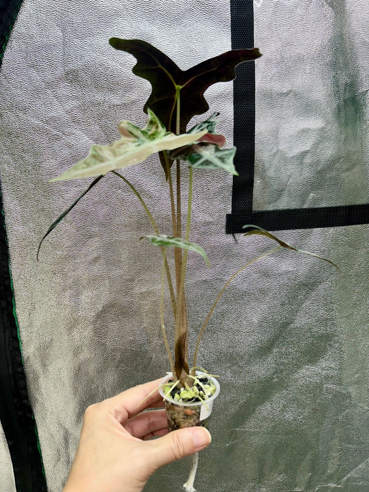 Alocasia Sanderiana Nobilis Pink