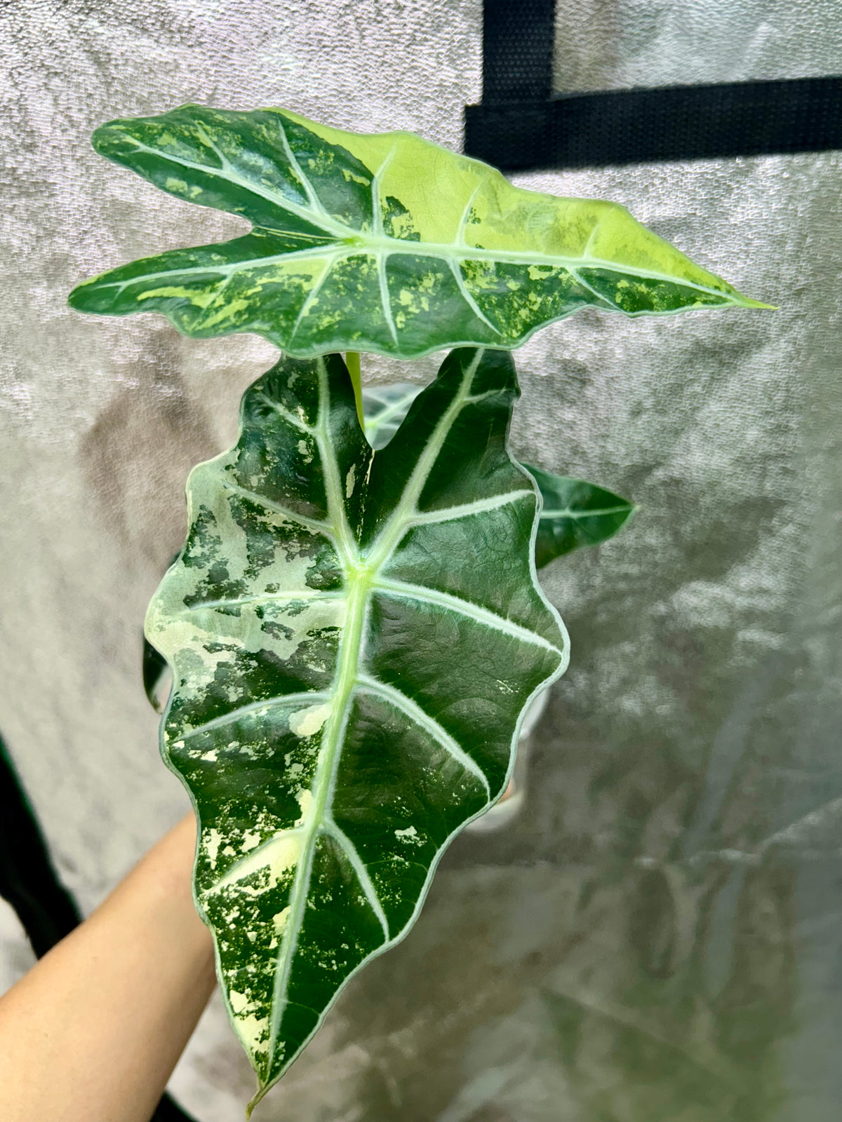 Alocasia Polly Pink Snow