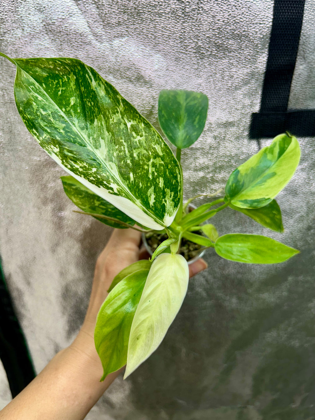 Philodendron Jose Buono