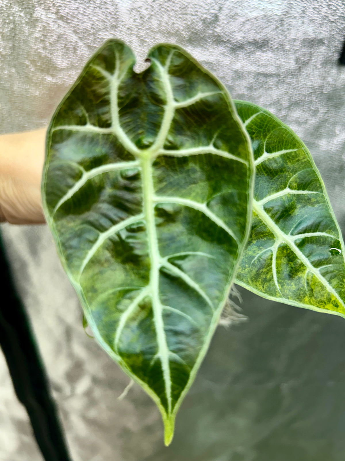 Alocasia Watsoniana Doff Aurea
