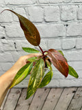 Philodendron Orange Princess Marbled