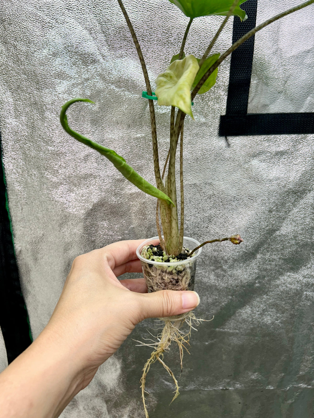 Alocasia Shattered Glass