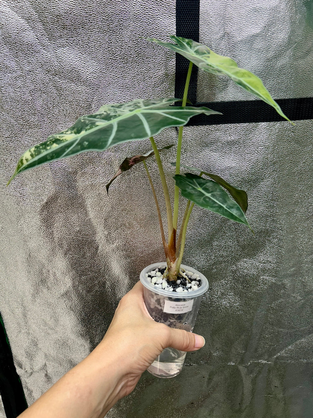 Alocasia Polly Pink Snow