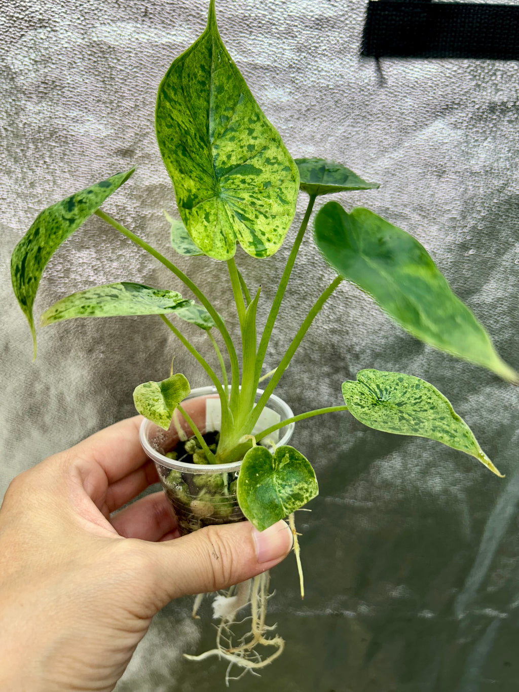 Alocasia Dragon Scale Mint
