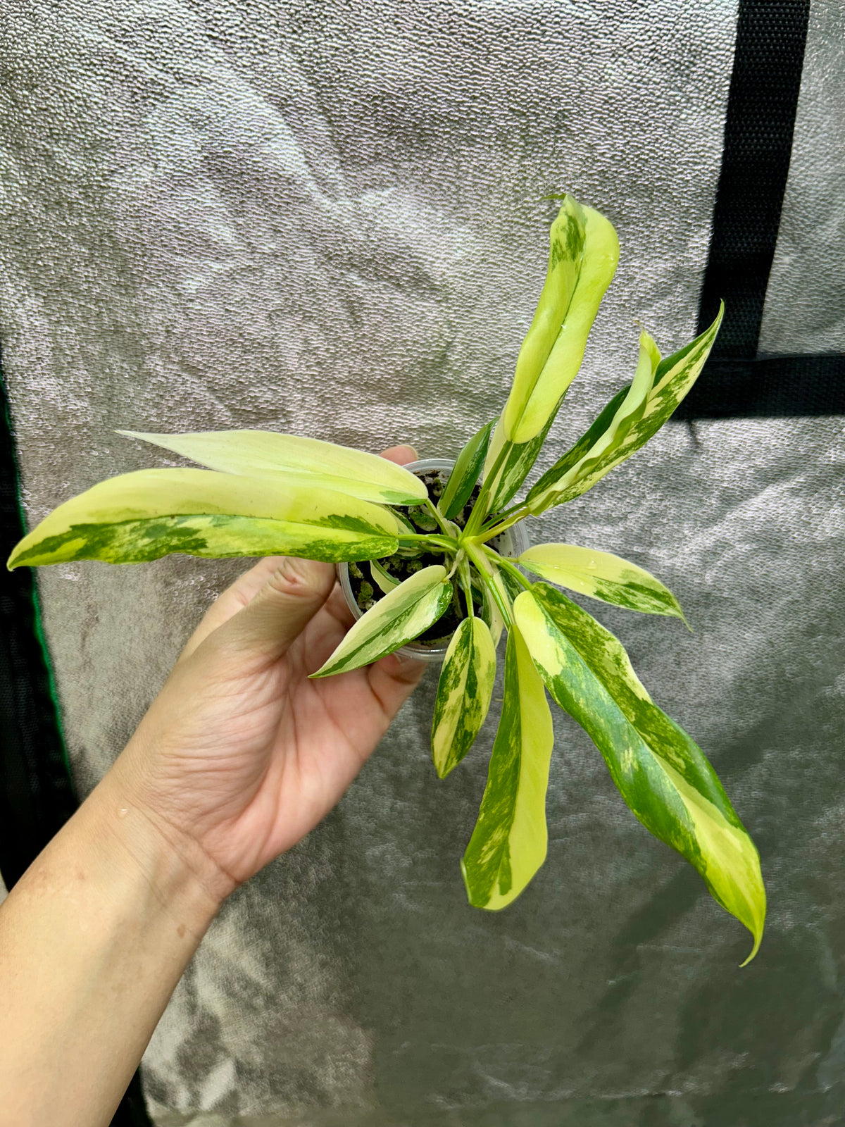 Florida Beauty x Tortum Philodendron