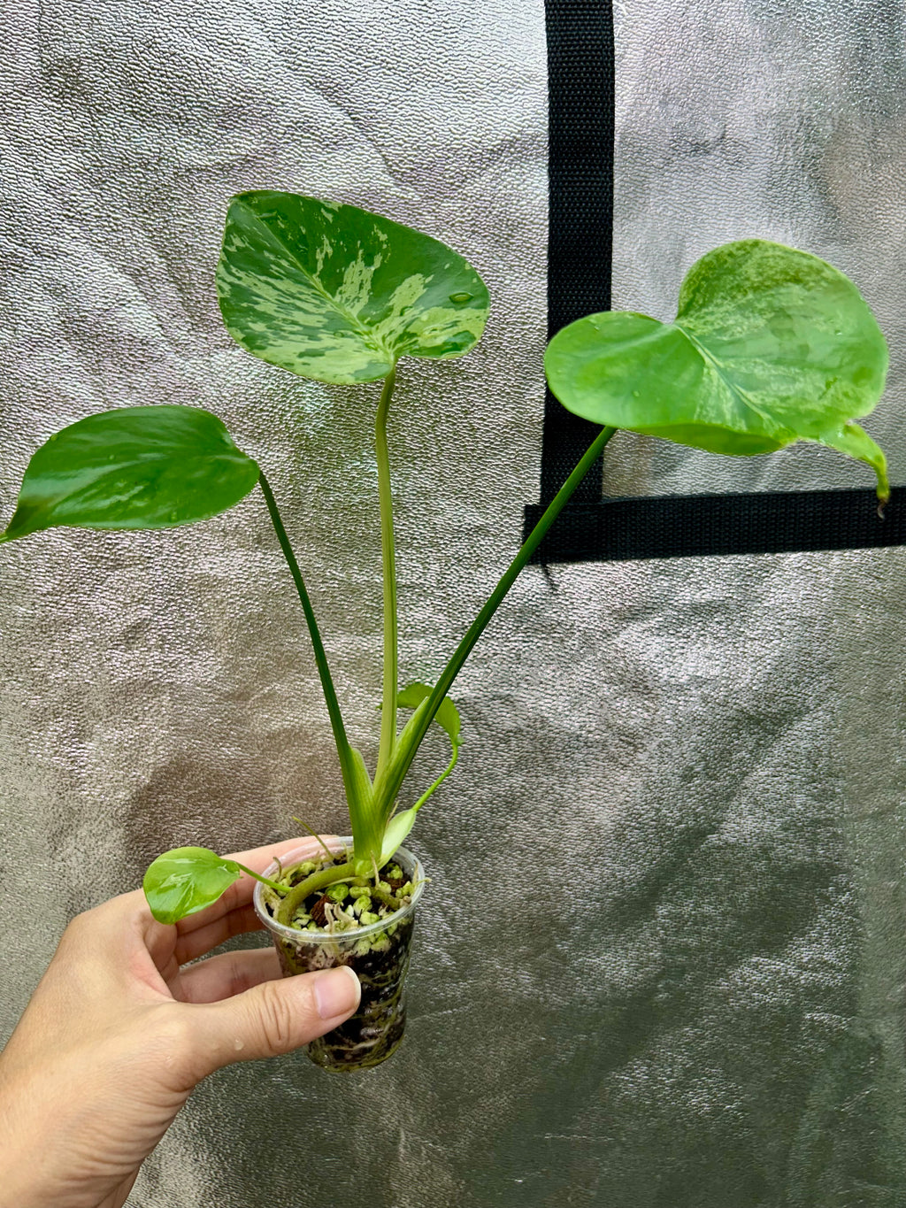 Monstera Vietciosa