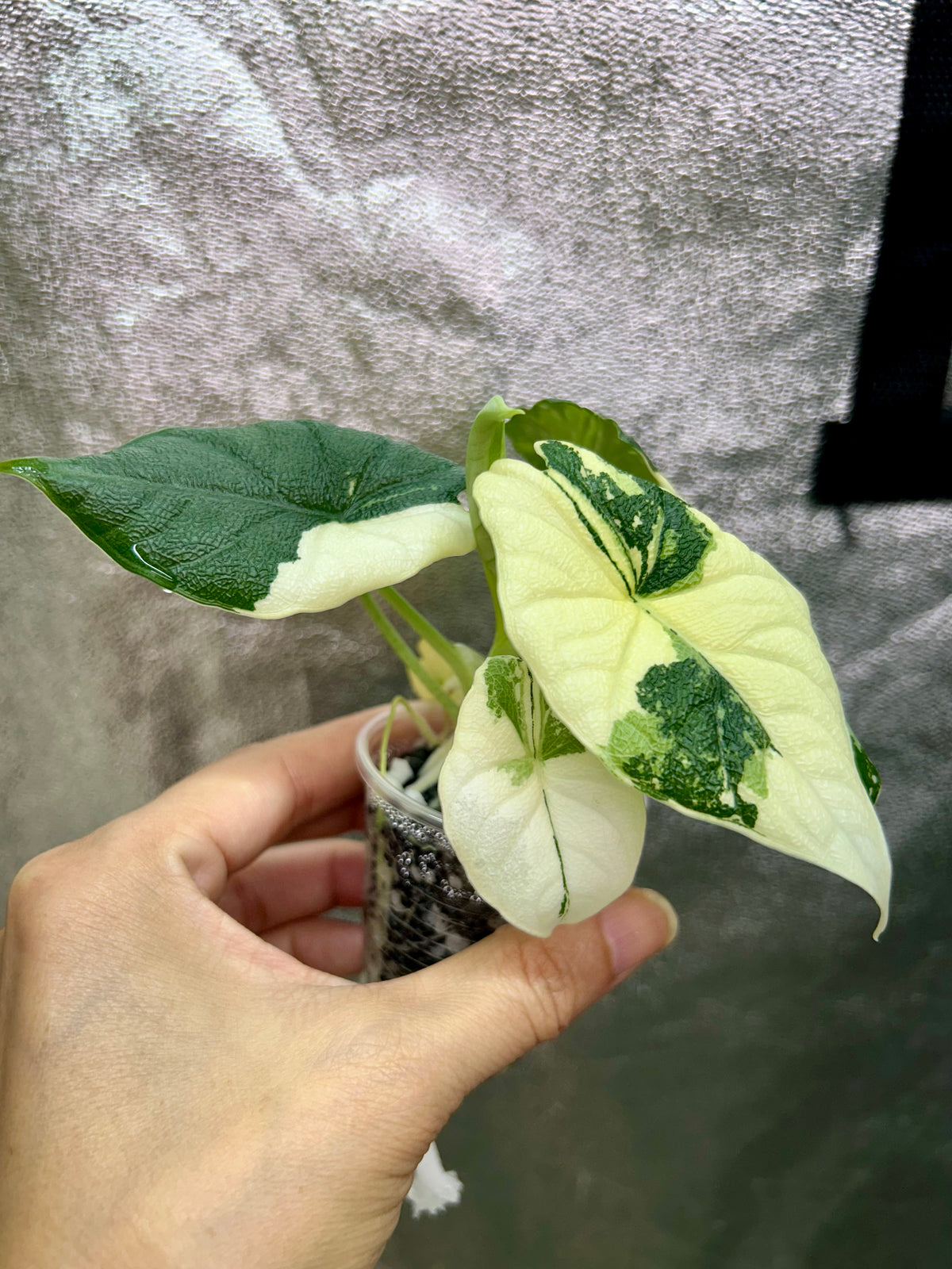 Alocasia Melo Albo
