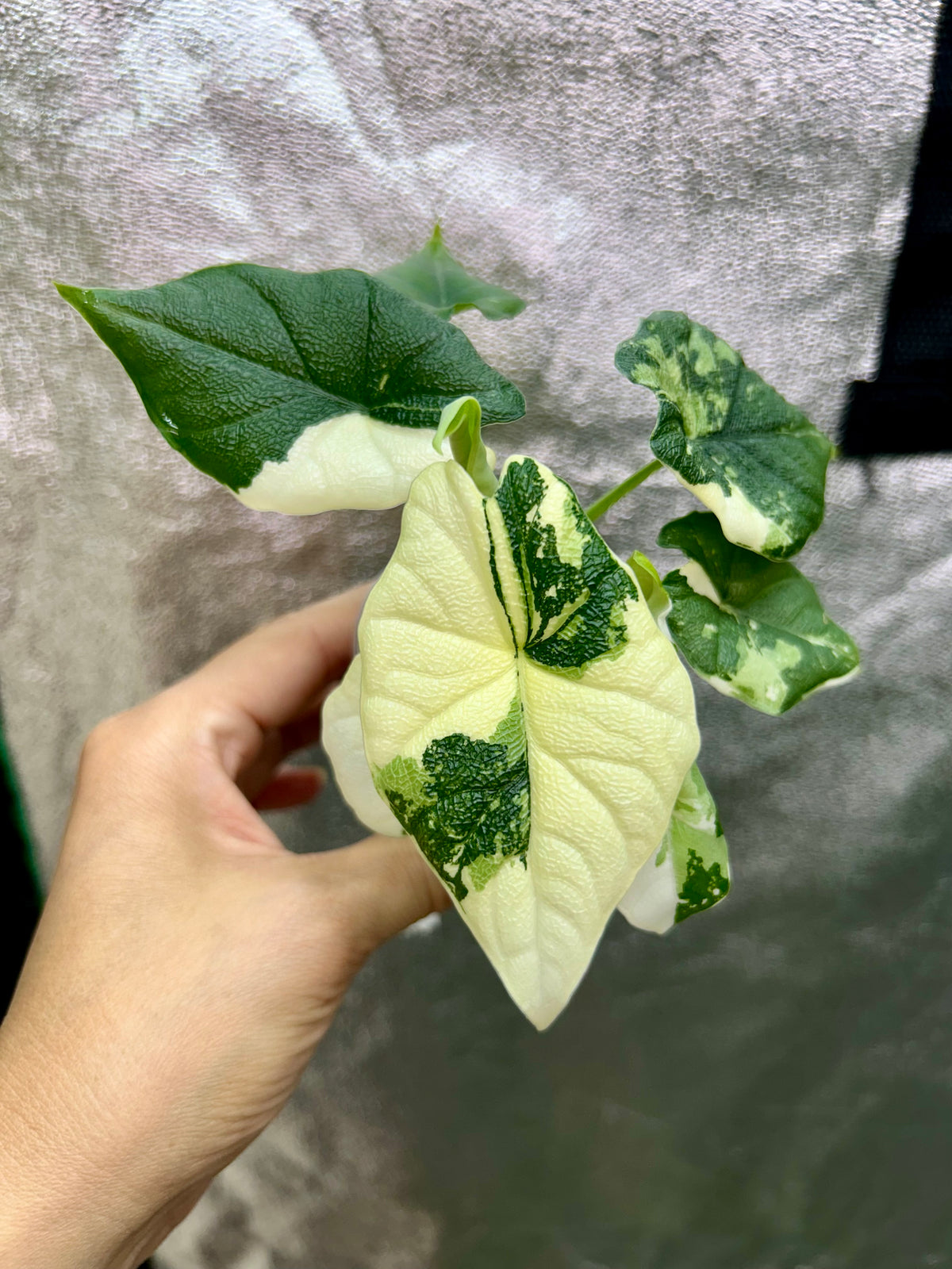 Alocasia Melo Albo