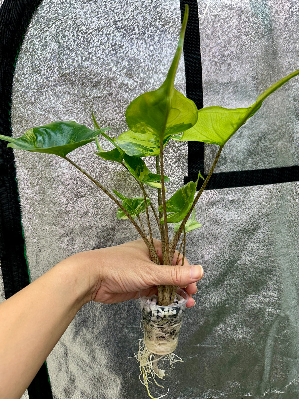 Alocasia Stingray Aurea
