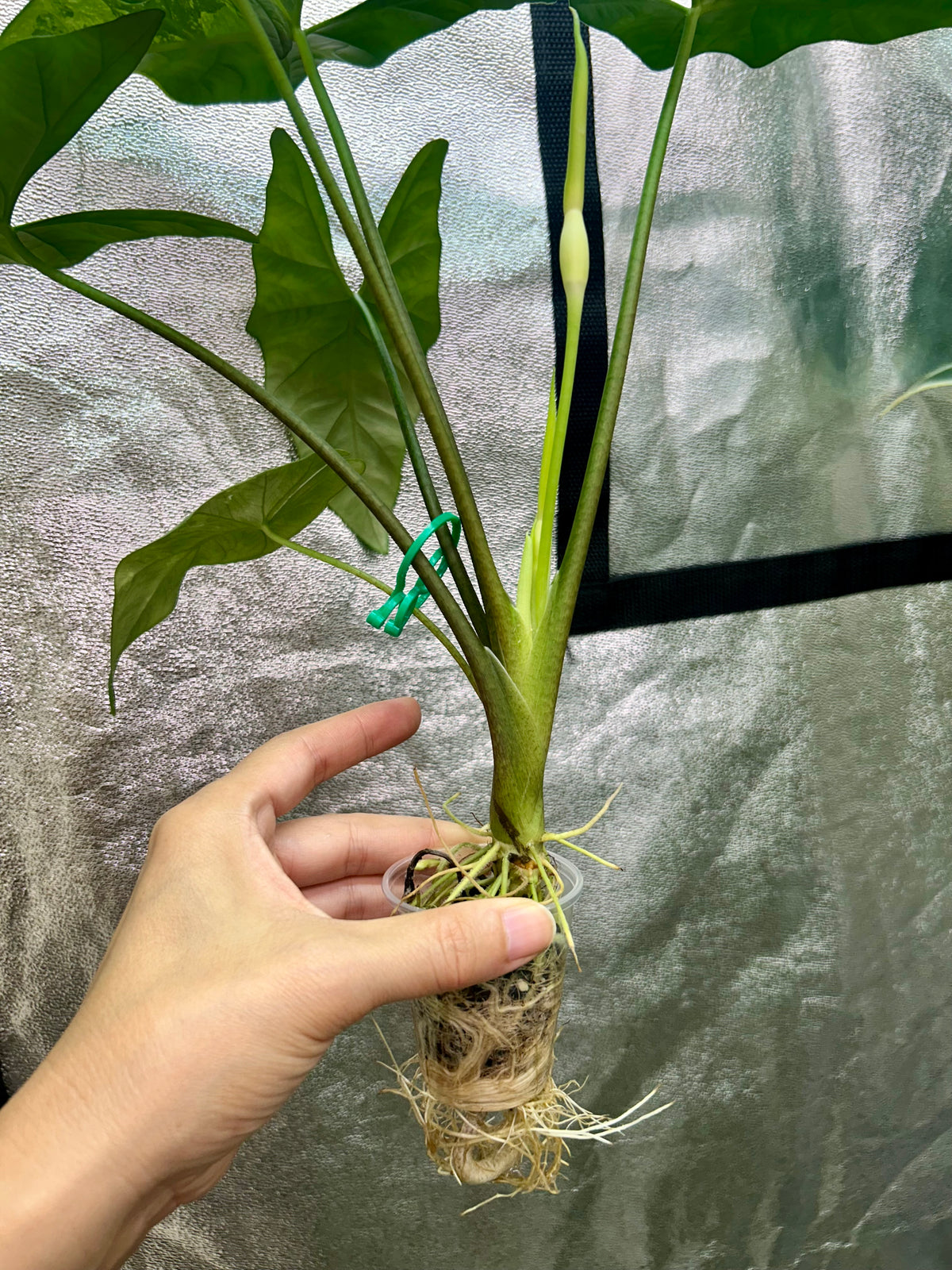 Alocasia Simpo Albo