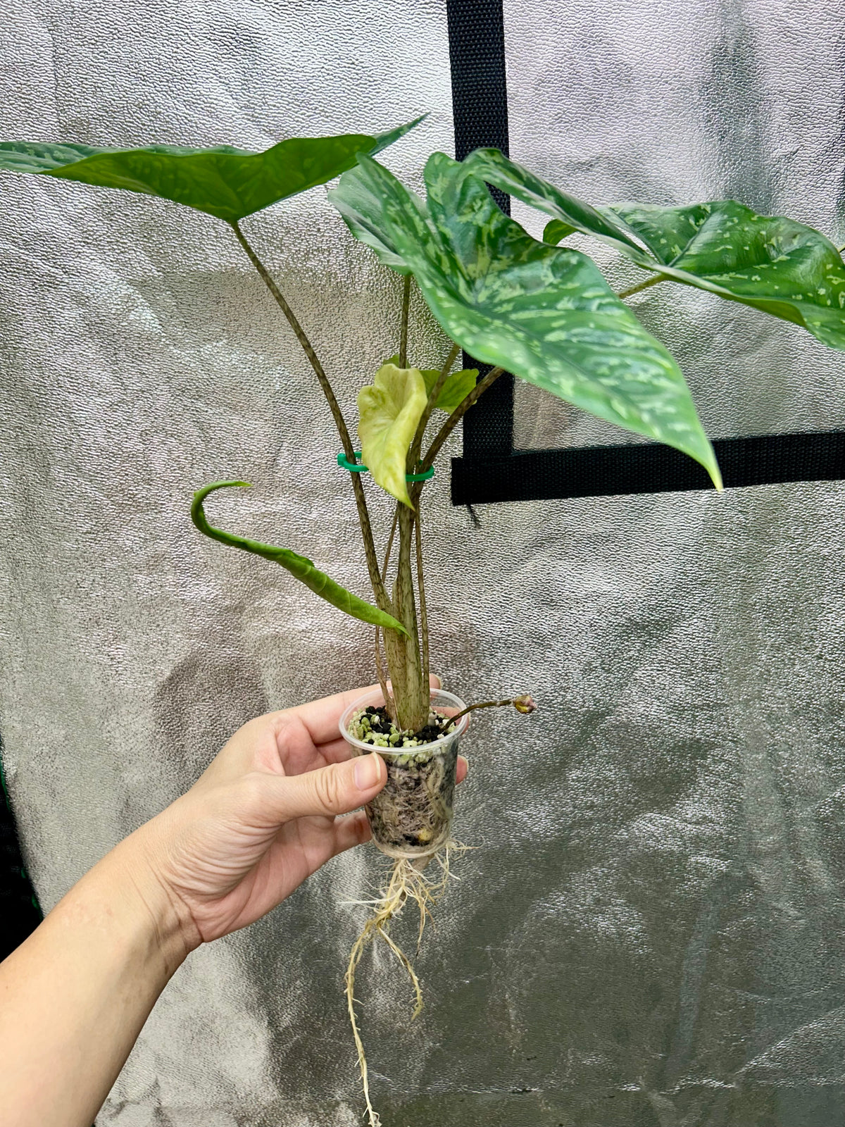 Alocasia Shattered Glass