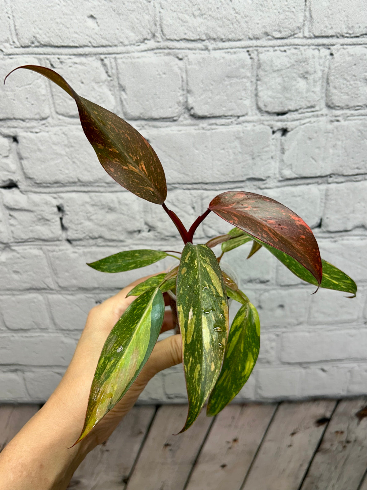 Philodendron Orange Princess Marbled