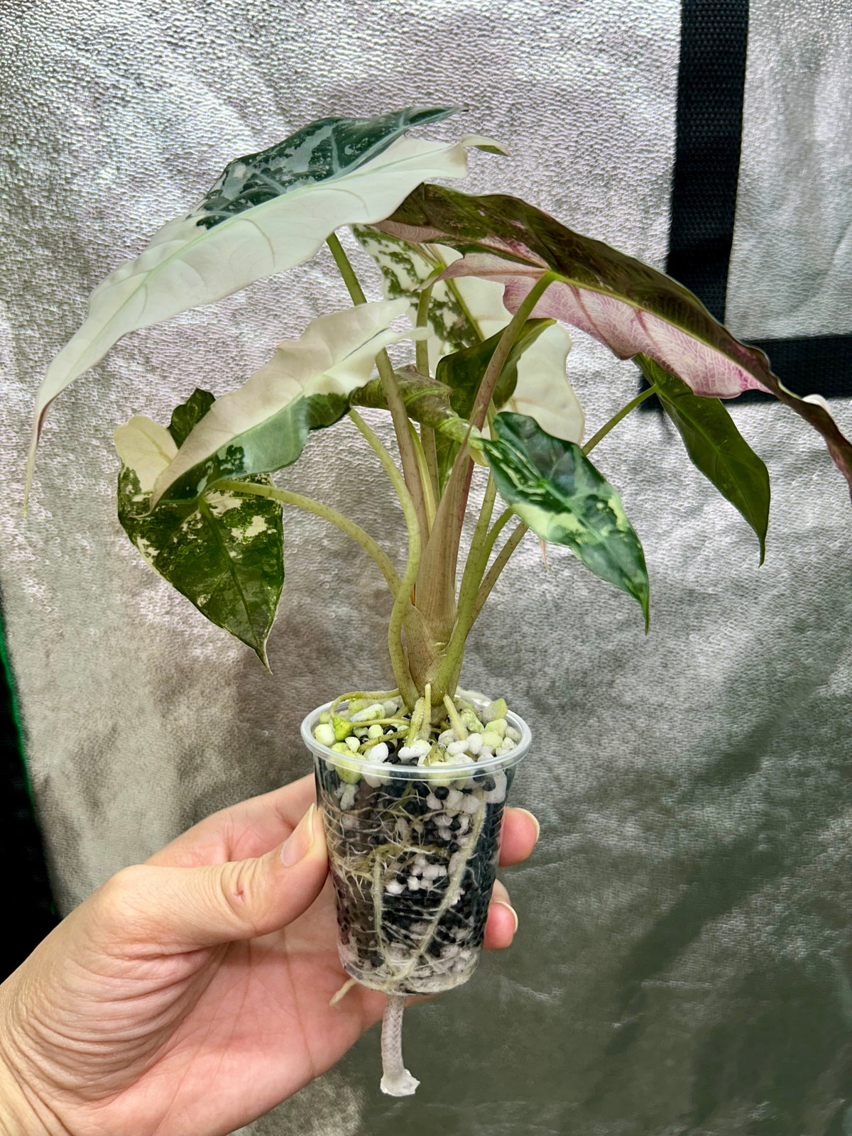 Alocasia Polly Pink Snowflake