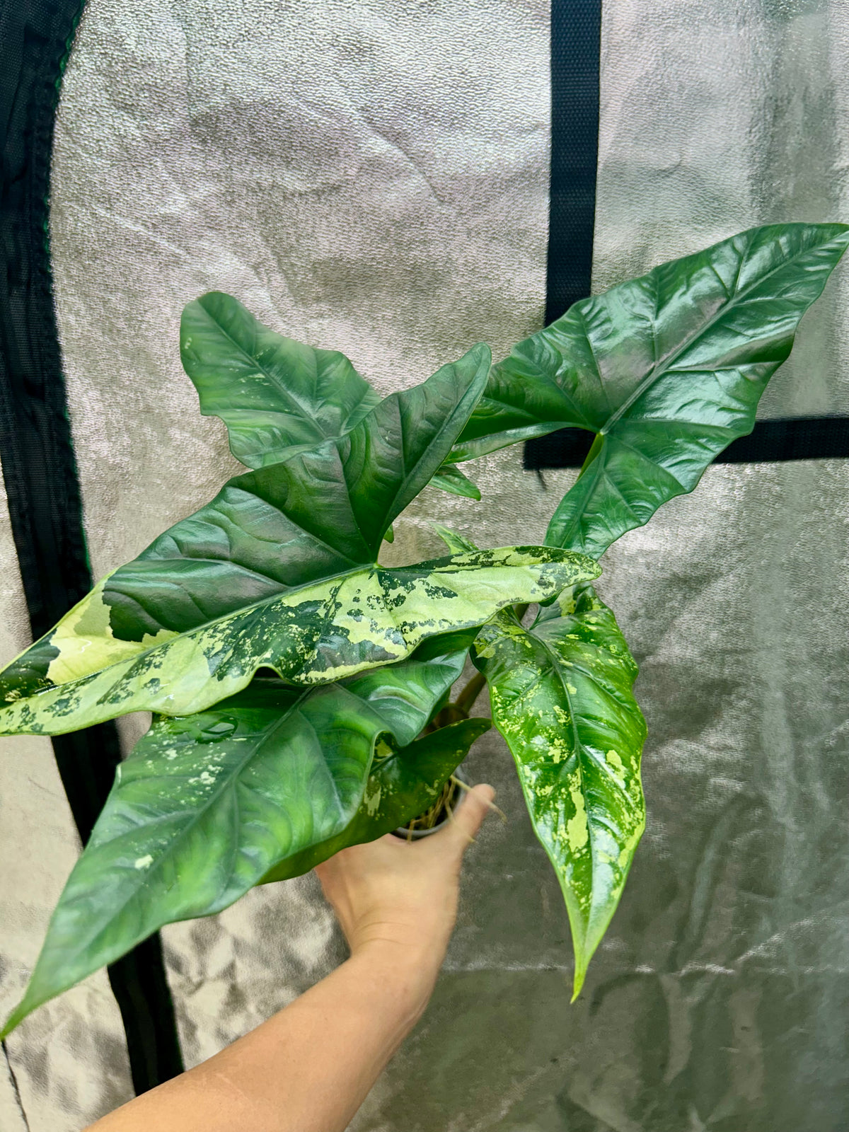 Alocasia Simpo Albo