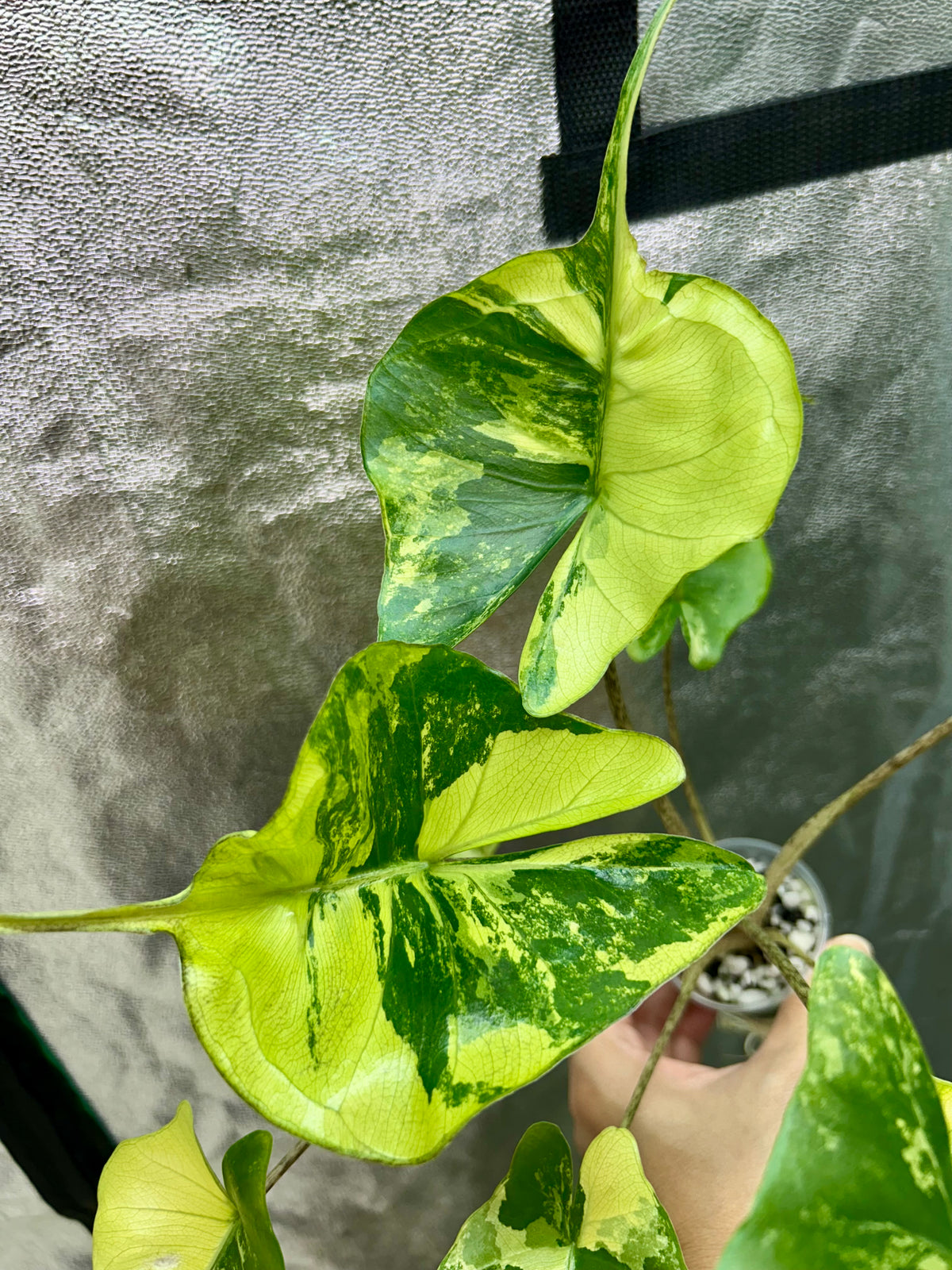 Alocasia Stingray Aurea