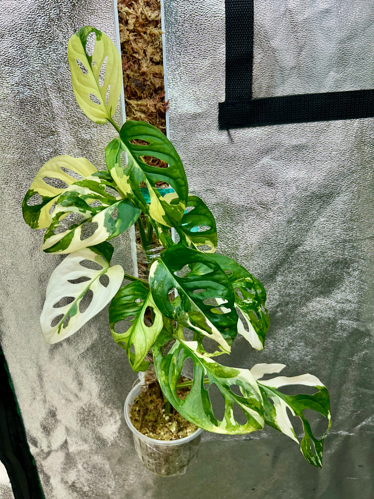 Monstera Adansonii Albo