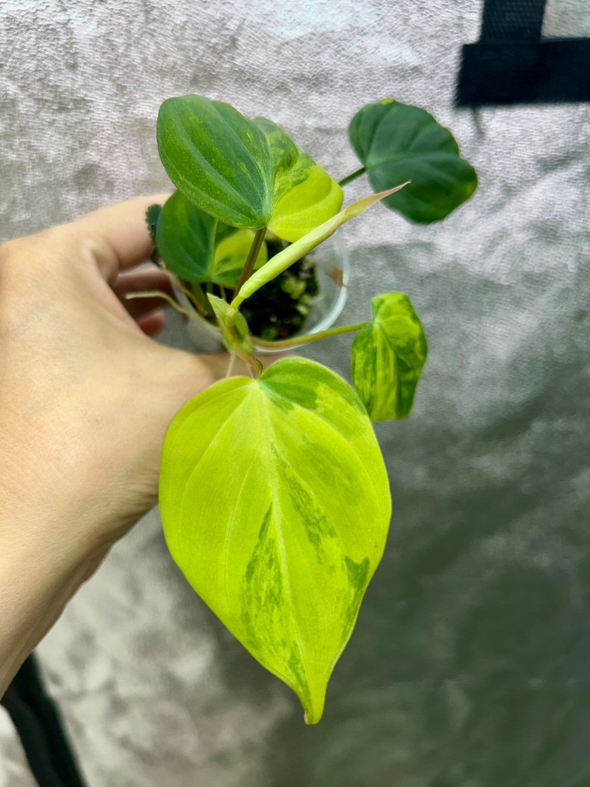 Micans Aurea Philodendron