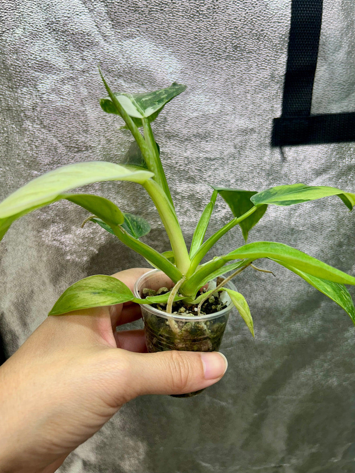 Philodendron Jose Buono