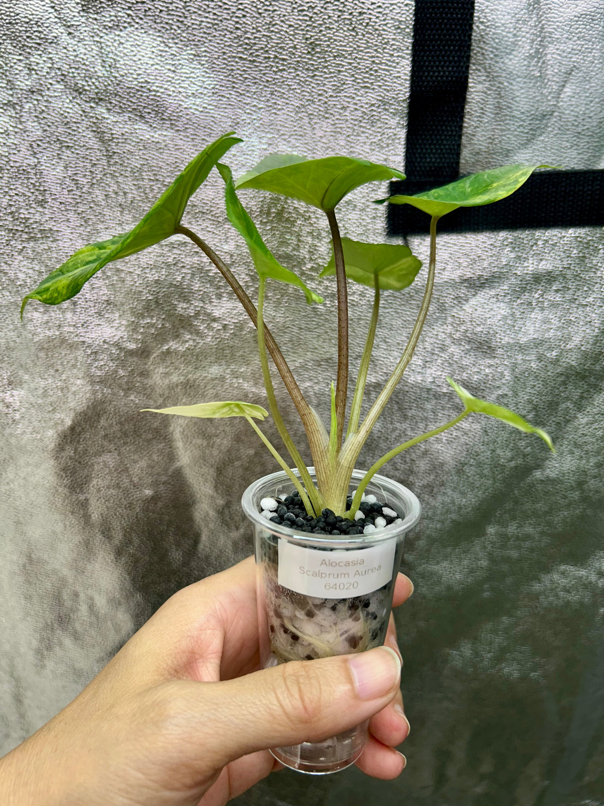 Alocasia Scalprum Aurea