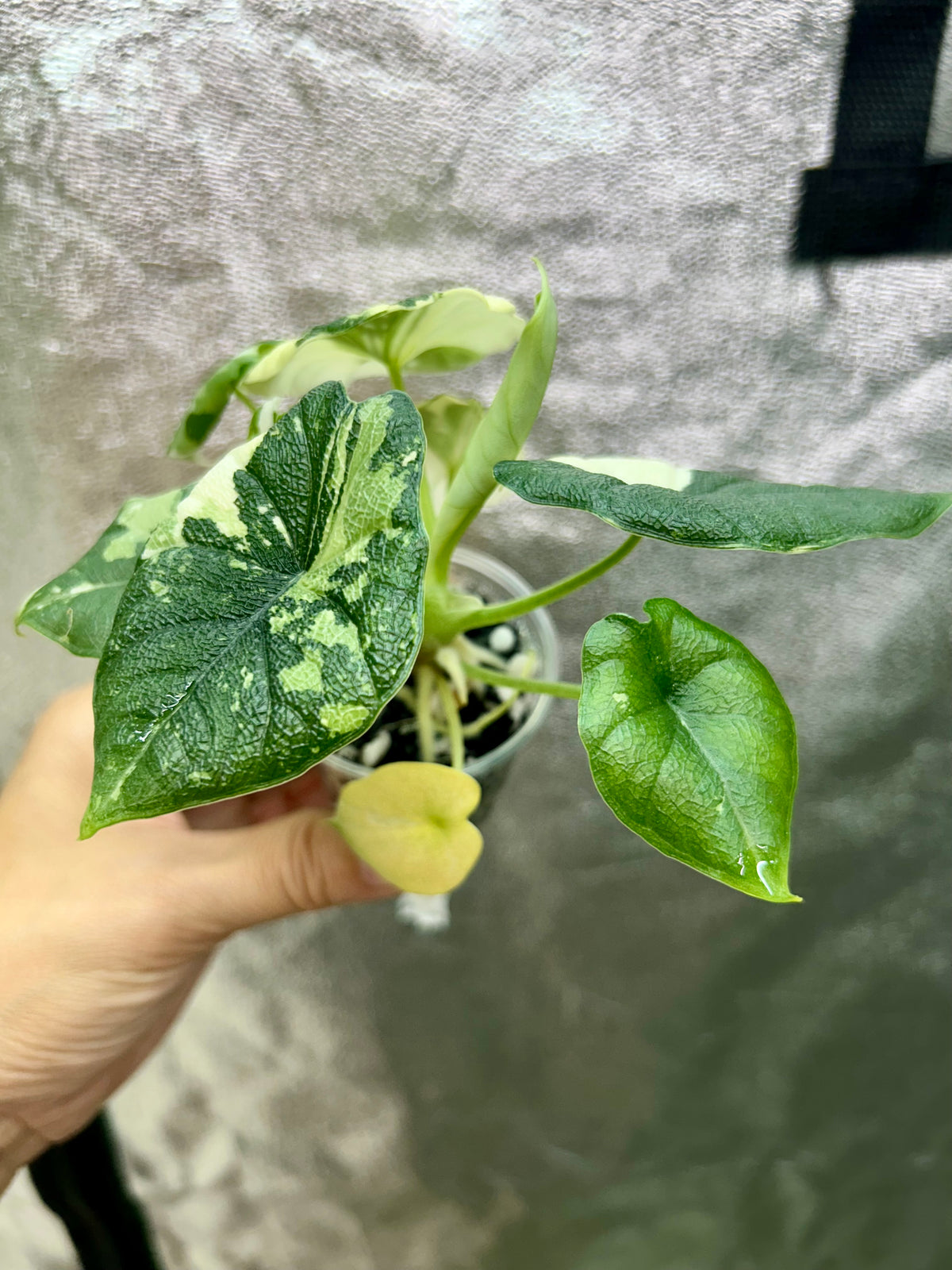 Alocasia Melo Albo