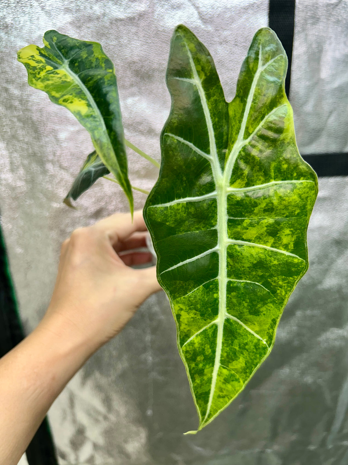 Alocasia Sanderiana Bull Aurea