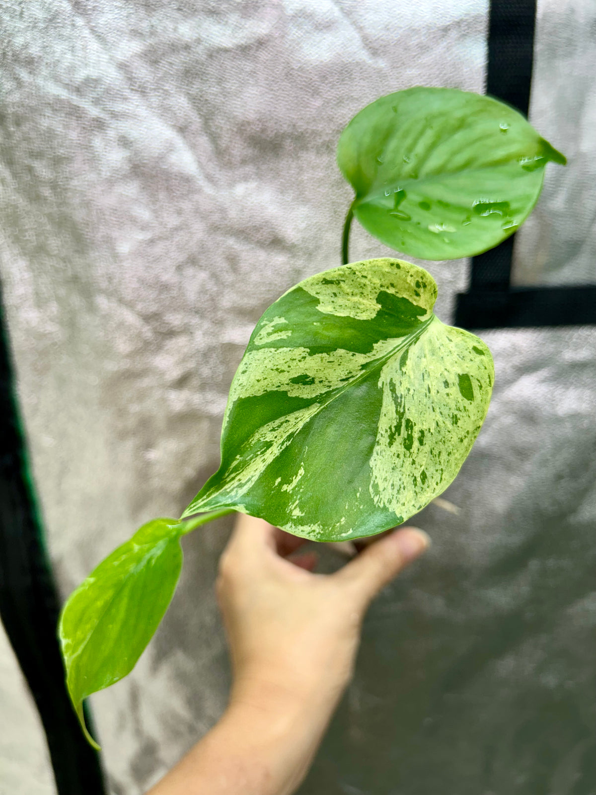 Monstera Vietciosa