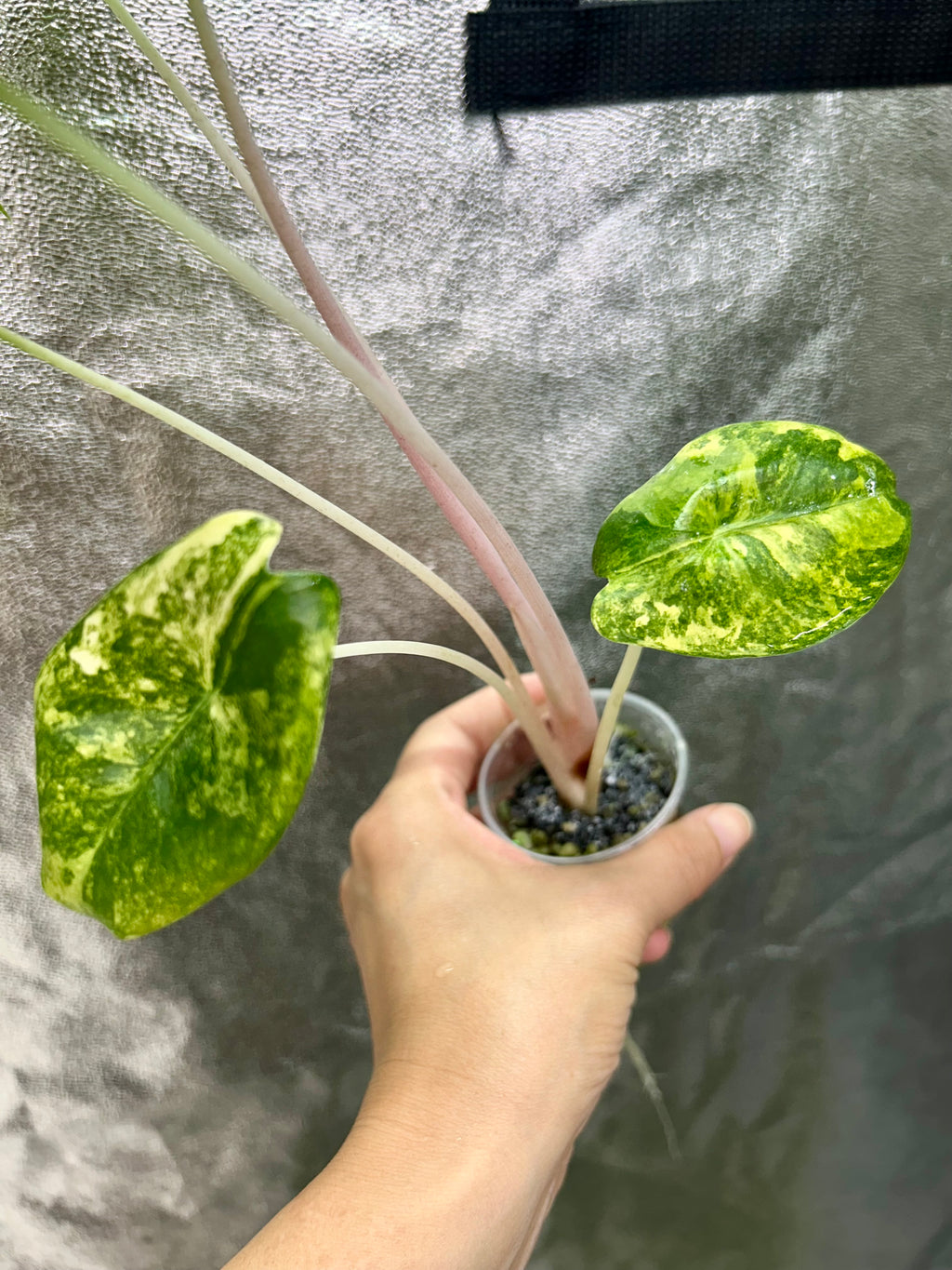 Alocasia Pink Dragon Aurea