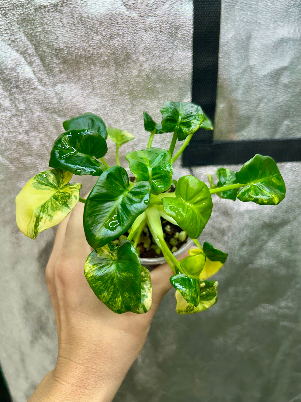Philodendron Atom Aurea