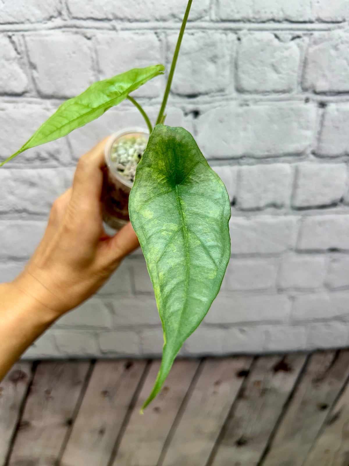 Alocasia Dragon’s Breath Aurea