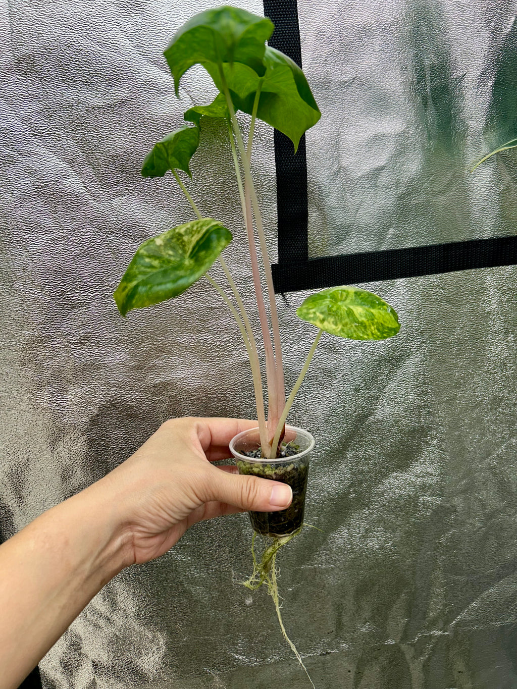 Alocasia Pink Dragon Aurea